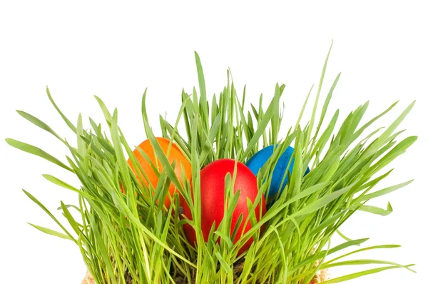 Huevo de Pascua en una hierba Aislado en blanco — Foto de Stock