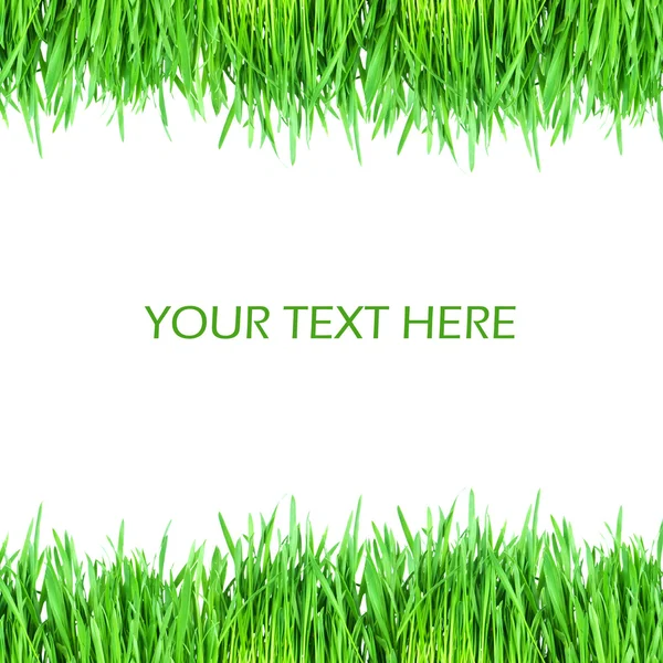 Färskt grönt gräs isolerad på vit bakgrund — Stockfoto
