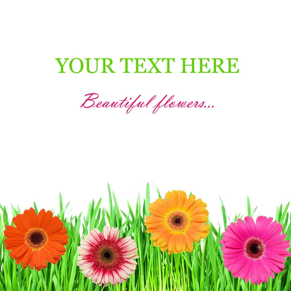 Groen gras met roze kleuren — Stockfoto