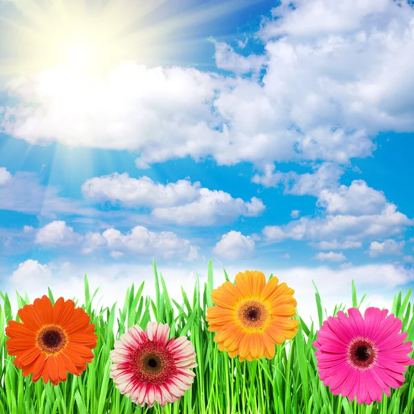 Весенние цветы в траве против неба — стоковое фото