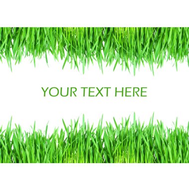 Fresh green grass isolated on white background clipart