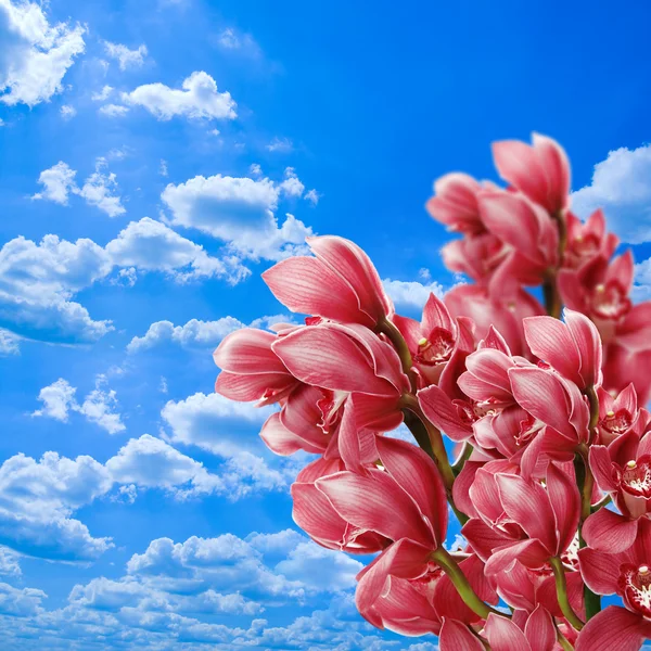 Орхидеи против голубого неба — стоковое фото