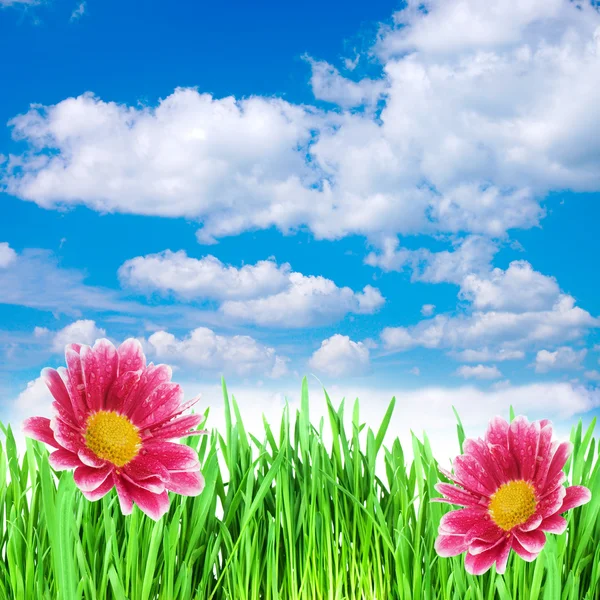 在对天空的草的春天的花朵 — 图库照片