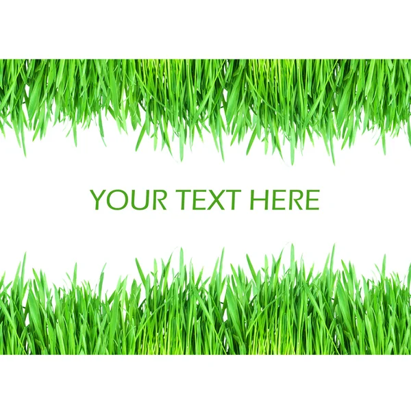 หญ้าสีเขียวสดแยกกันบนพื้นหลังสีขาว — ภาพถ่ายสต็อก