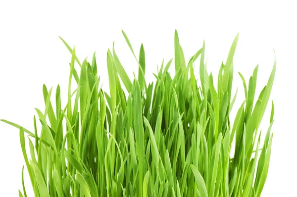 Färskt grönt gräs isolerad på vit bakgrund Stockbild