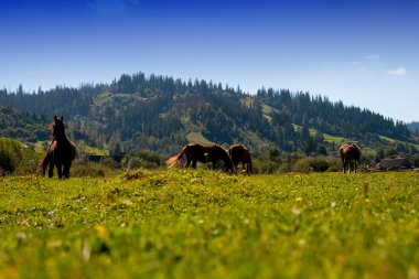 Horses are grazed on a meadow