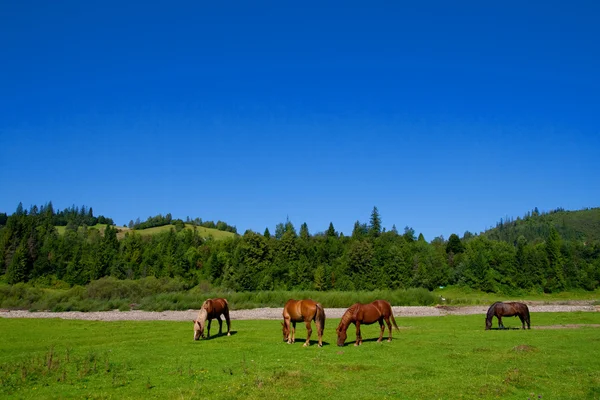 stock image Horses are grazed on a green meadow