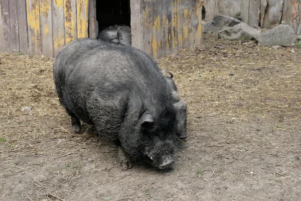 Породистая свинья — стоковое фото