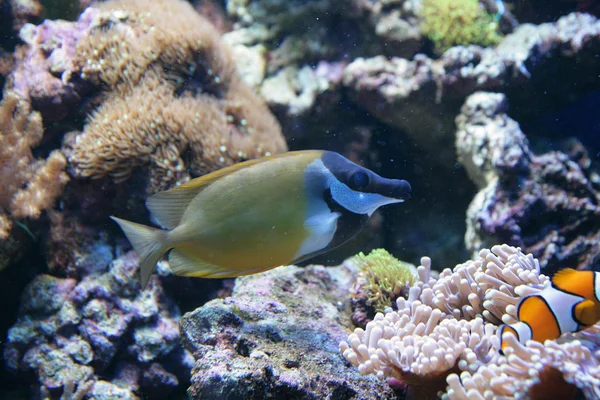 물고기 트로픽 수족관 자연에 — 스톡 사진