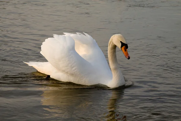 stock image Swan bird