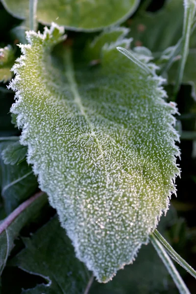 Herbe congelée — Photo
