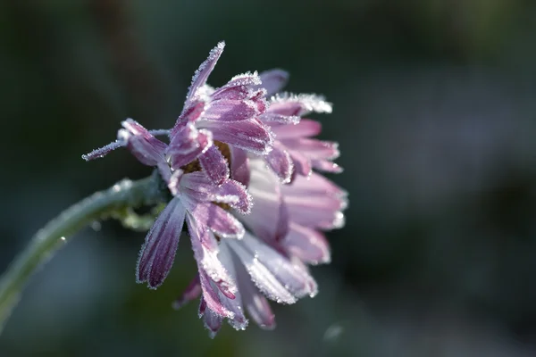 冷冻的花 — 图库照片