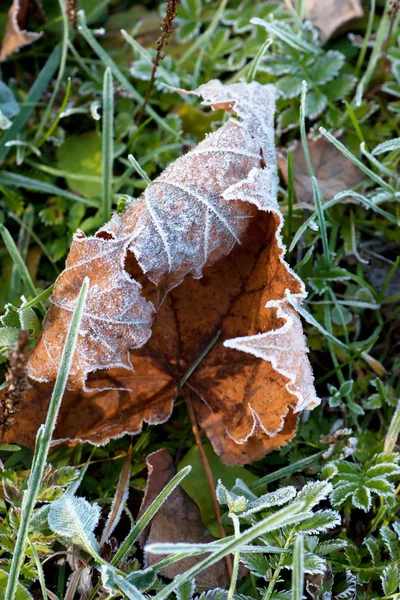 Frunze congelate — Fotografie, imagine de stoc