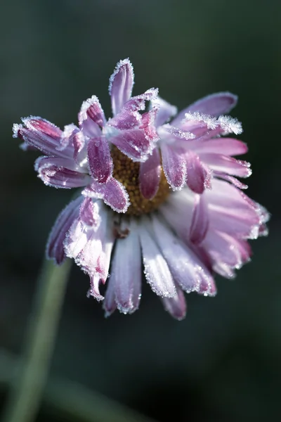 Παγωμένο λουλούδι — Φωτογραφία Αρχείου