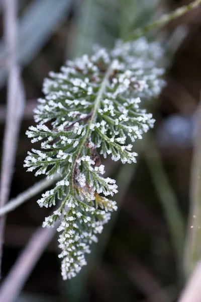 Zamrzlé trávě — Stock fotografie