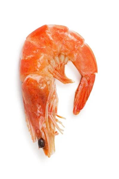 Shrimp — Stock Photo, Image