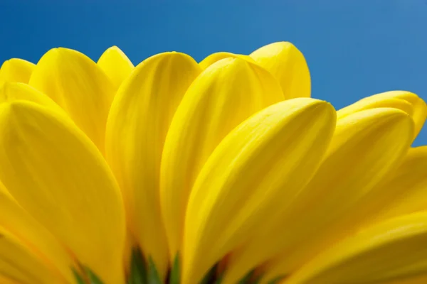 Vista Macro Pétalas Amarelas Com Fundo Azul Céu — Fotografia de Stock