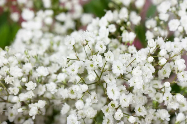 Små vita blommor — Stockfoto