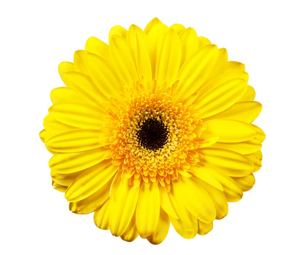 黄色い花が白い背景で隔離のマクロの表示 — ストック写真