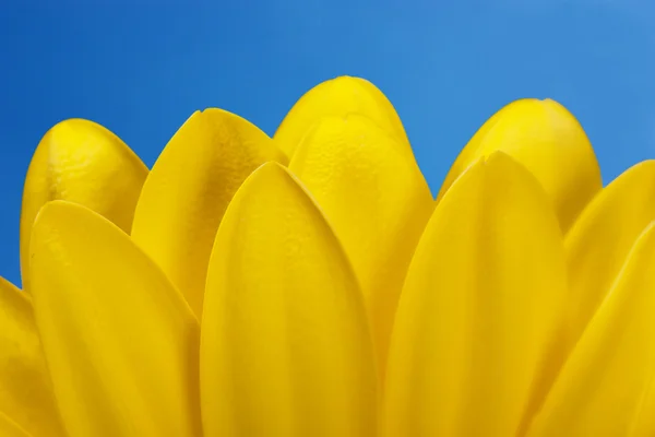 Μακροοικονομική Άποψη Του Κίτρινο Πέταλα Φόντο Του Ουρανού Μπλε — Φωτογραφία Αρχείου
