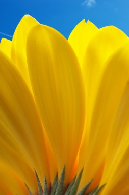 Macro view of yellow petals with blue sky background clipart