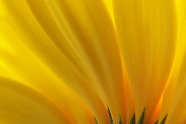 Bottom Closeup View Yellow Petals — Stock Photo, Image