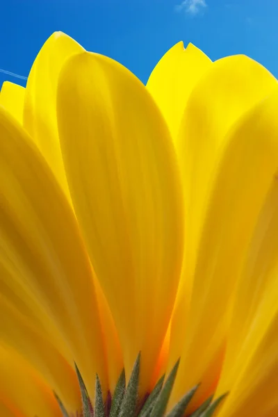 Макрозйомка Жовтих Пелюсток Фоном Блакитного Неба — стокове фото