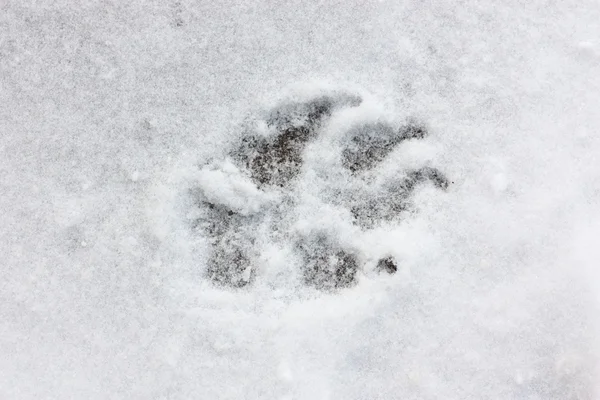 Eine Hundespur Auf Schnee — Stockfoto