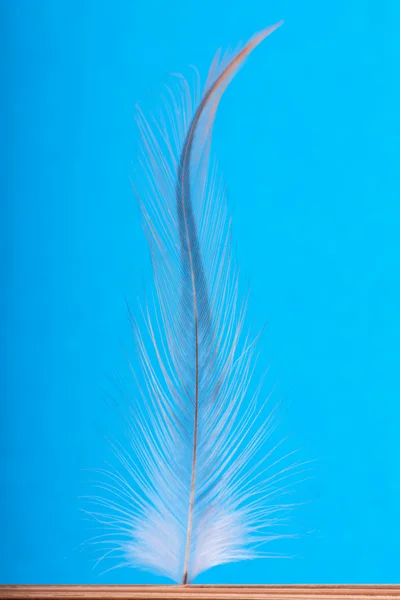 Closeup View Feather Blue Background — Stock Photo, Image