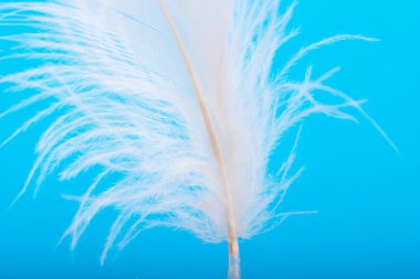 Closeup view of a feather on a blue background clipart