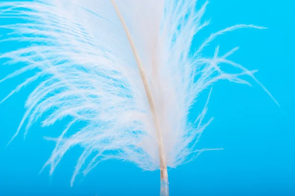 Closeup View Feather Blue Background — Stock Photo, Image