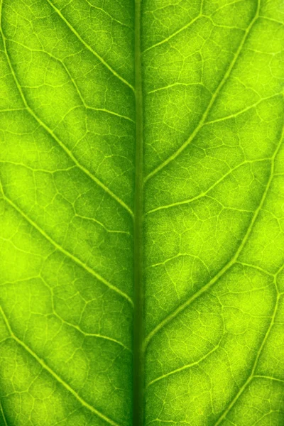 Κοντινό πράσινο φύλλο — Φωτογραφία Αρχείου