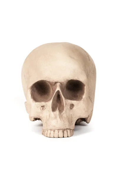 Модель людського черепа — стокове фото