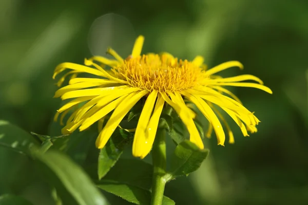 stock image Elecampane flower