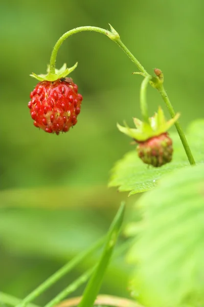 stock image Wild strawberry