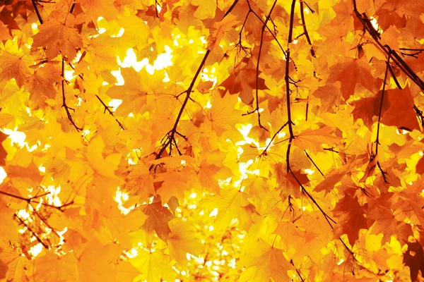 Javor v podzimním lese — Stock fotografie