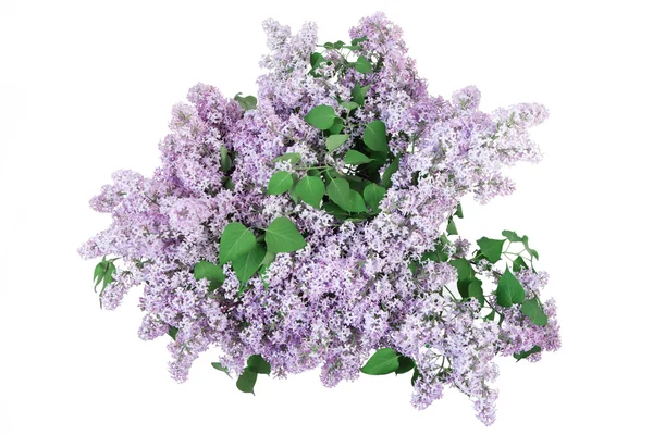 紫丁香的花束 — 图库照片