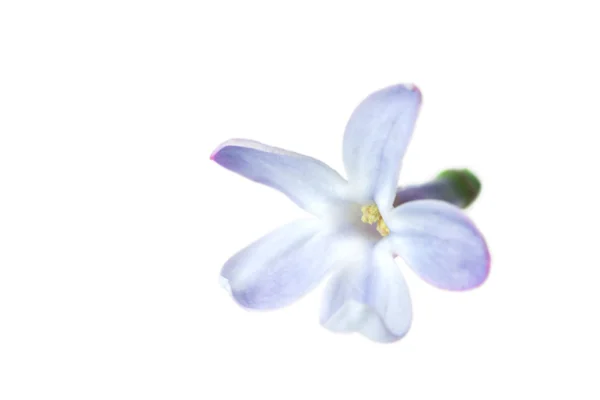 Five petals lilac flower — Stock Photo, Image