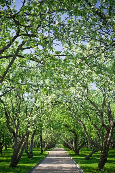 stock image Apple orchard