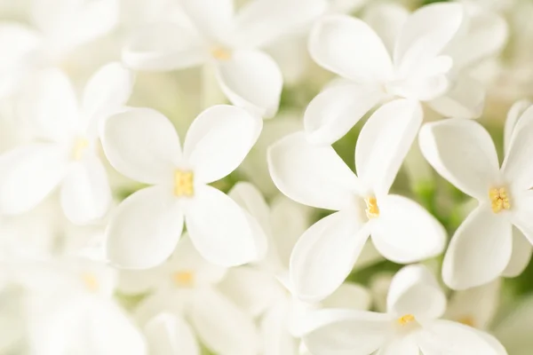 White lilac close-up — Stock Photo, Image