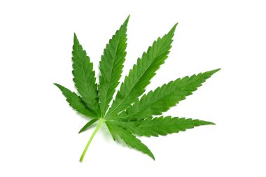 One hemp leaf clipart