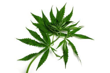 Hemp plant clipart