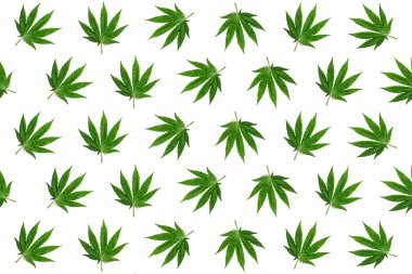 Hemp leaves background clipart