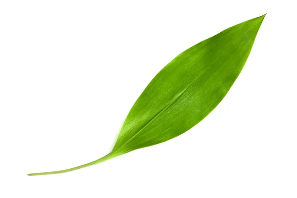 Lily of the valley leaf — Stock Photo, Image