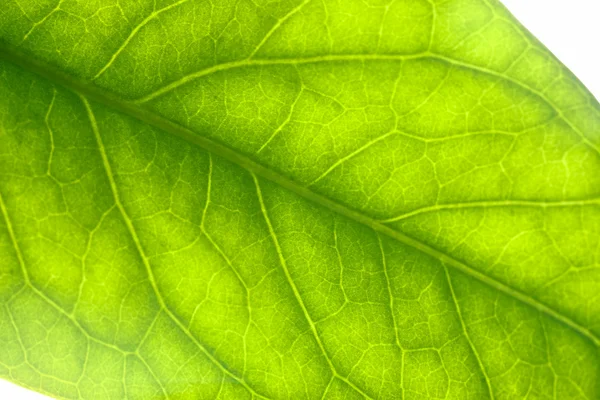 Зелене листя крупним планом — стокове фото