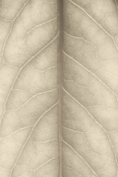 Gros plan sur les feuilles — Photo