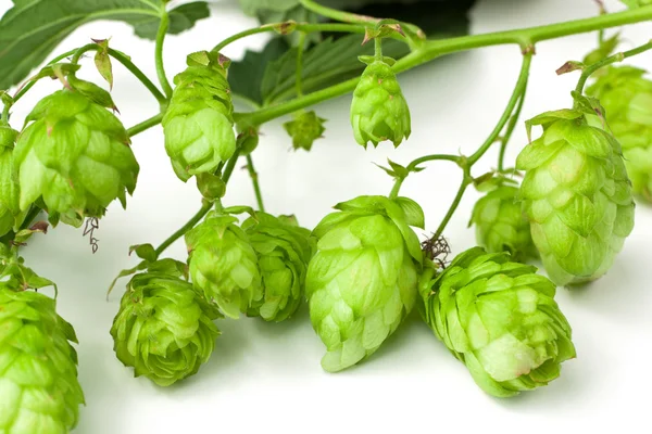 Hops branch close-up — Stock Photo, Image