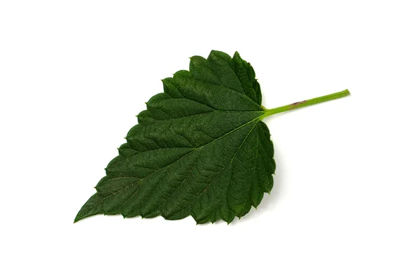 One hop leaf — Stock Photo, Image