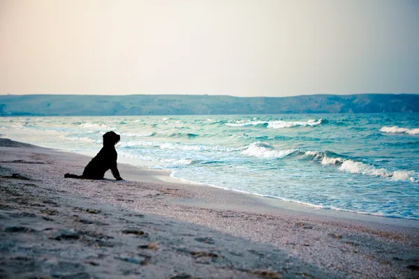 Zwarte hond op de zee — Stockfoto