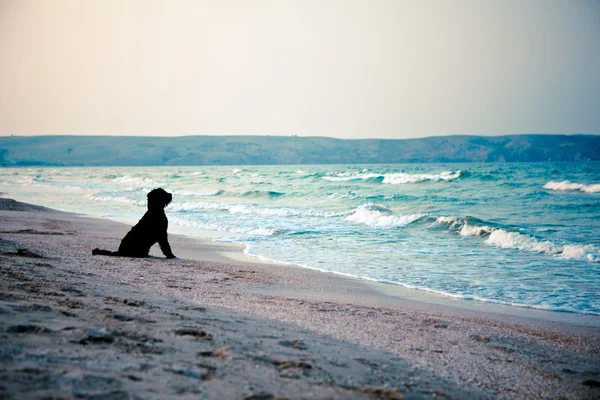 Černý pes u moře — Stock fotografie
